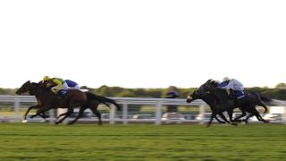 Horses going head to head